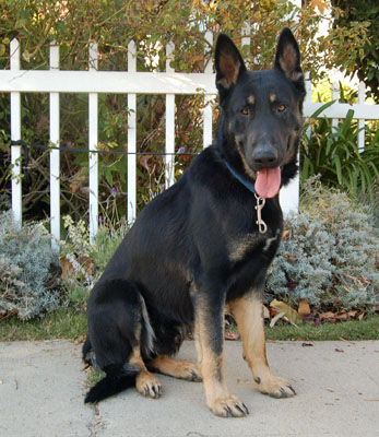 Cisco von Stern sitting